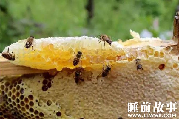 蜂蜜王后的故事在线听