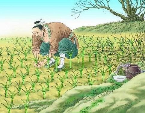 揠苗助长的故事