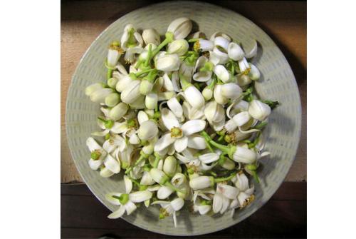 会唱歌的金香木花