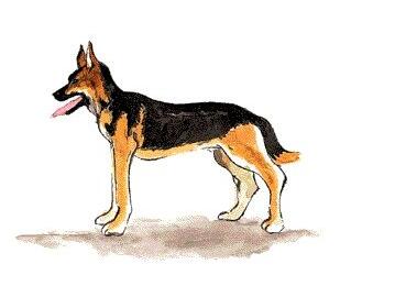 十二生肖狗的故事