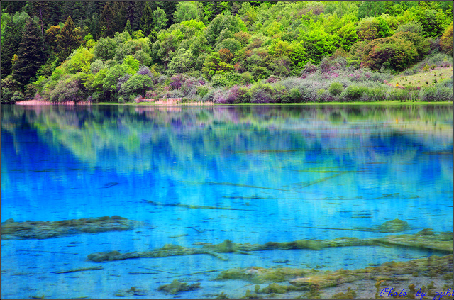 邮政绿色标志的由来