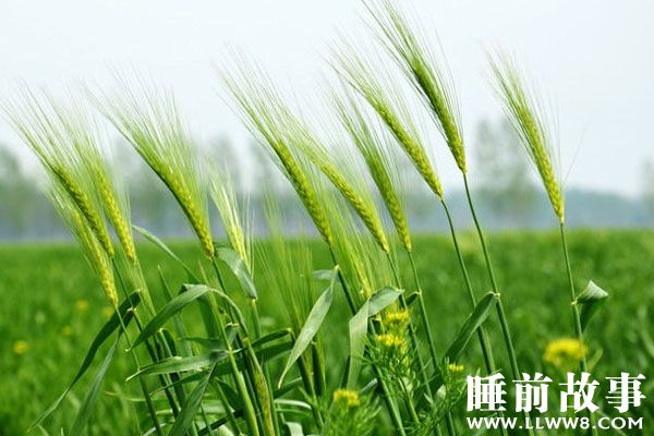 麦穗的故事在线听 麦穗的故事在线听